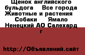 Щенок английского бульдога  - Все города Животные и растения » Собаки   . Ямало-Ненецкий АО,Салехард г.